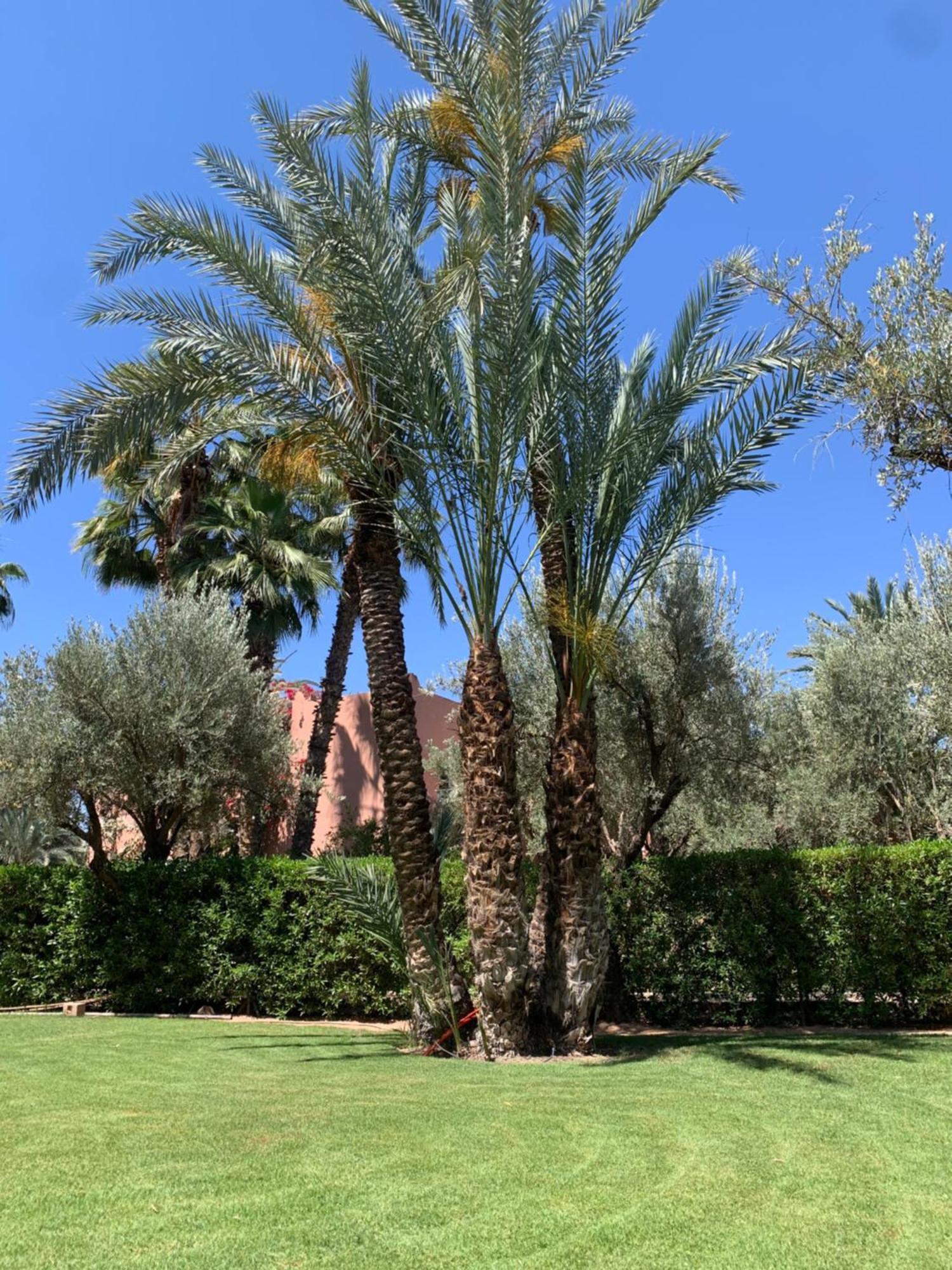 Villa Avec Piscine Privatisee A La Palmeraie 马拉喀什 外观 照片