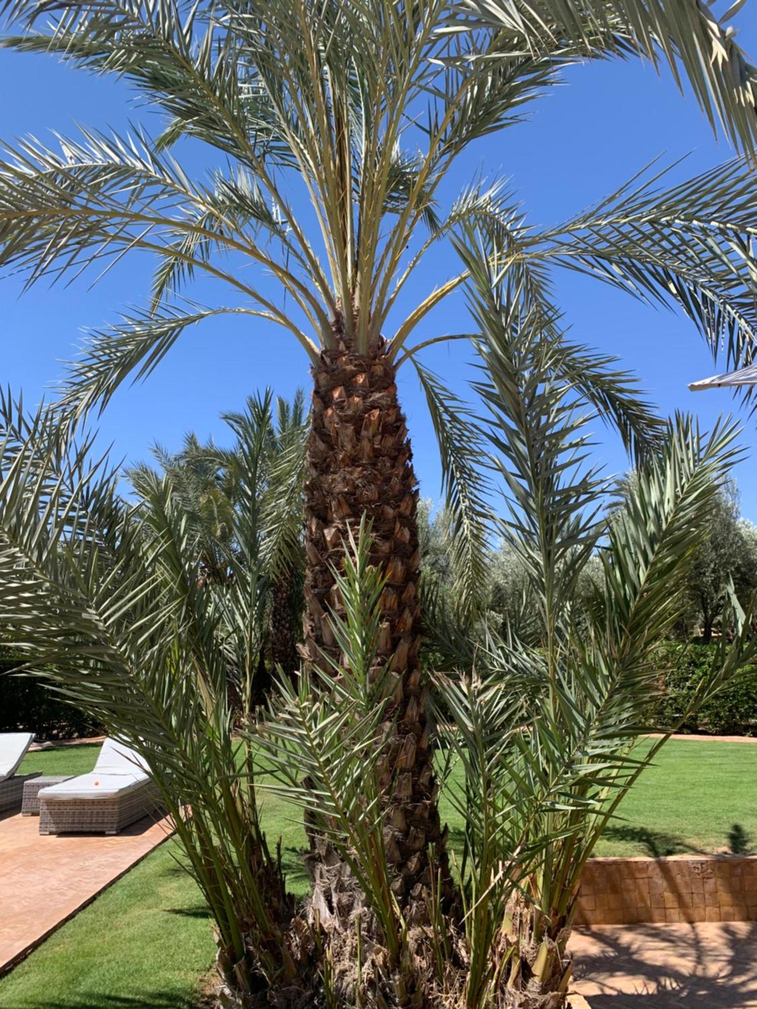 Villa Avec Piscine Privatisee A La Palmeraie 马拉喀什 外观 照片